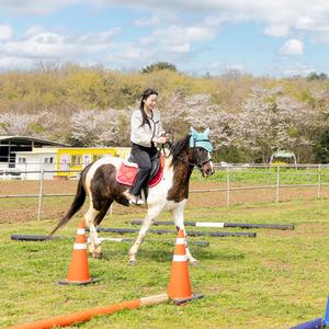 [제주] 토이승마장 이용권 / 제주도 가족여행 실외관광지 승마 이색체험