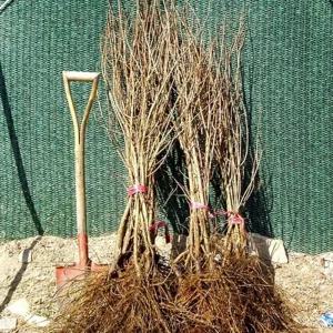 석류나무 석류묘목