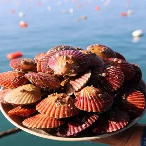 경남 통영 홍가리비 2kg