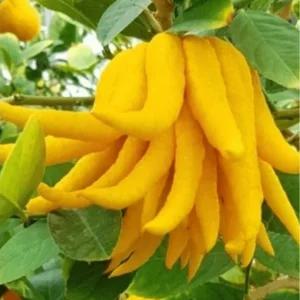 불수감 나무 2개묶음 모종 황금열매 반려식물 정원 조경수 열매수 A08