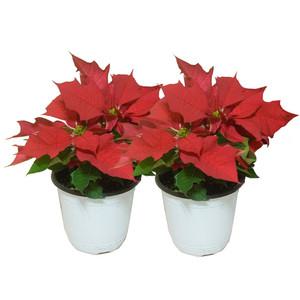 1+1 포인세티아 중형 모종 생화 빨강꽃 크리스마스화분 키우기