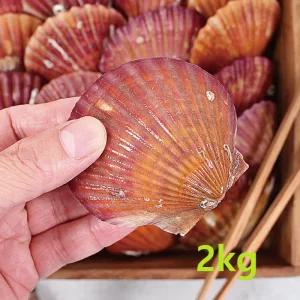 제철 통영 가리비 1kg(14-16미내외) 찜용 구이용 달달 홍가리비 선별·세척 최상품