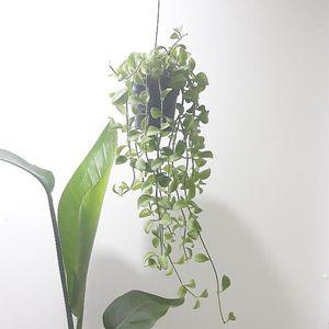 음지 집에서키우기쉬운 거실인테리어 행잉 반볼 소 분갈이 그늘에서잘자라는 디시디아 식물