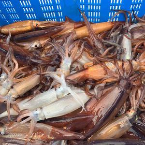 원양산 급냉 오징어 1.5kg 12-21미 내외