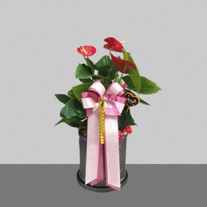 이지플라워 관엽 안시리움 1호 개업 사무실이전 전시회 축하 인테리어 화분 꽃배달