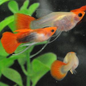 [춘자네수족관]고정구피, 코이 숏바디 글라스밸리[수2+암3] 구피