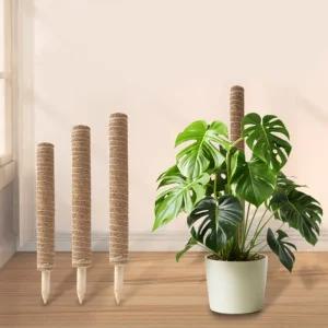 코코넛 수태봉 코코봉 몬스테라 지지대 고정 식물 화분 기둥 스킨답서스 30cm 50cm 70cm