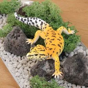 컬렉타 레오파드게코 파충류 피규어