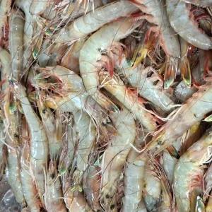 서해안 자연산 대하 1kg (대사이즈, 급냉)