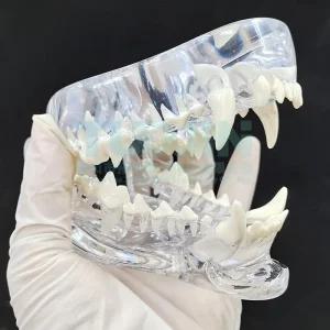 강아지 치아 모형 동물 이빨 고양이 동물병원 교육용 수의사 마네킹 마네퀸