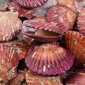 통영직송 달짝지근 홍가리비 4kg(kg당20미내외)