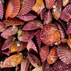 [담미로]통영 제철 홍 가리비 1kg 조개 구이 찜