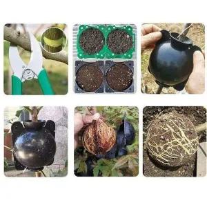 [골드스마일]식물 번식 용기 5P 파종 육묘상자 중형