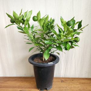 레드향나무 화분 ( 감귤 청귤 한라봉 황금향 레드향 천혜향 금귤 낑깡 유주 깔라만시 )