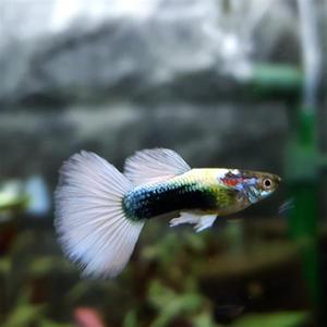 화이트 저먼 구피 1쌍