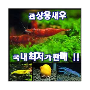사쿠라/노랭이새우/체리새우