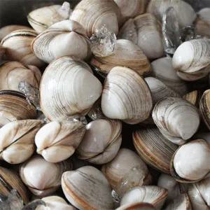 고창 직송 바지락 1kg + 동죽조개 1kg