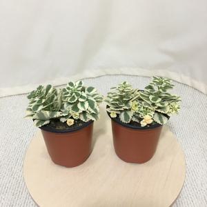 [소나무길] (2개묶음) 꽃처럼 아름다운 아틀란티스 세트  099 화원 농원