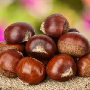 [충북농원] 무사시 (무장) 밤나무 묘목 - 1년생/접목묘