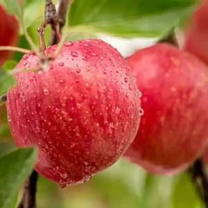 [충북농원] 홍로 사과나무 묘목 - M26 이중접목묘