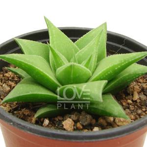 구중탑 오층탑 하월시아 다육이 선인장 화분 식물 키우기 인테리어 소품