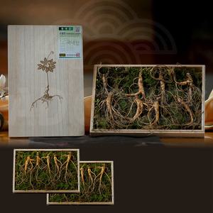 강원도 치악산 산양삼 국내산 자연산 건강 선물 사포닌 산양 삼 산삼 인삼 수삼 산양산삼 2세트