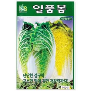 봄배추 일품 500립 씨앗