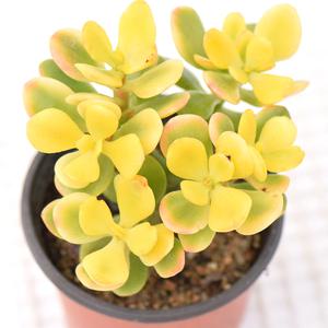 황금염좌 노란염자 다육이 아름다운 색감과 황금빛이 어우러진 실내식물