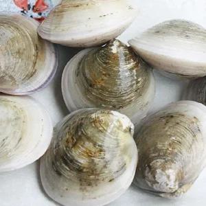 활 모시조개 1kg