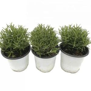 베하몰 실내 화초 1+1+1 로즈마리 소품 허브 약7cm/원예/데코/공기/정화/청정/세트/화분/식물/키우기/미니