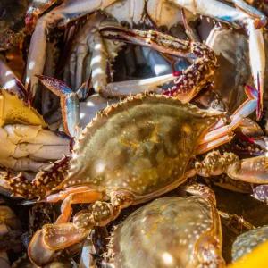 국내산 서해 활꽃게 숫꽃게 2kg(6-10미 내외) 가을 제철 생물