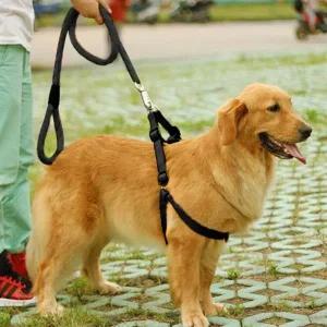[콩심팥심]대형견 하네스 목줄 세트 리드줄 애완산책줄 반려용품 버클하네스