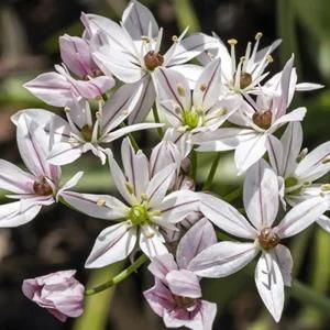 알리움 카멜레온 10구(구근둘레4-5) -1세트