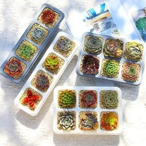 모던 다육 식물 화분 받침대 포함 실내 인테리어