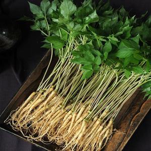 맛본 특품 인삼 새싹삼 프리미엄 특허재배 새싹인삼 50뿌리