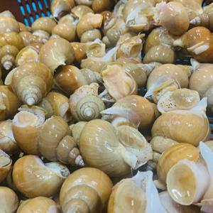 포항 당일조업 생물 백고동 백골뱅이1kg (소 /30~50미)