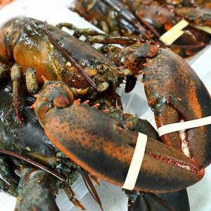 캐나다 활 랍스터 랍스타 바닷가재 바다가재 900~1090g