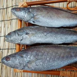 국산 반건조 민어 34cm 3마리