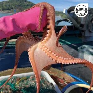 [당일어획] 산지직송 여수 자연산 돌문어 1kg (1-4미)