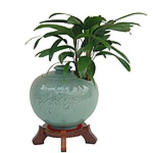 [MENPYZYK_52FE]관음죽 청자항아리 기념일 꽃배달