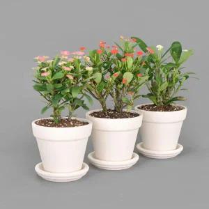 꽃기린 야생화 식재 세트 꽃모종 봄꽃 다년초 노지월동