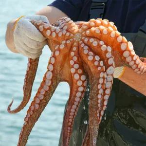 [엠픽] 거제도 해녀가 어획하여 보내드린 생물 돌문어 1kg