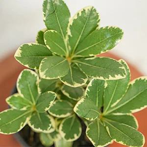 갑조네 무늬만리향 공기정화식물 꽃 화분 인테리어