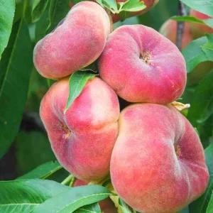 거반도 복숭아나무 묘목 2년생 결실주 분묘 납작 UFO복숭아 백도 천도 황도 홍건반도 유실수 과수 플랫피치 정원수