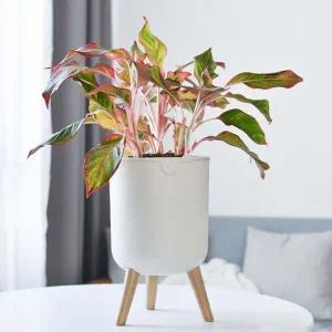 [골드스마일]다육이 화분 베란다 인테리어 탁상용 다육분 탁상화분 베란다