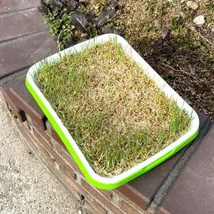 [골드스마일]흙없는 식물재배기 새싹 씨앗 발아 트레이 채소 재배 용기