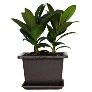 [콩심팥심]다육이 사각화분 미니 다크닉사각화분 1717 화분