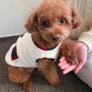 데일리 반려견 겨울 실내 폴리스 조끼 의류 스타일