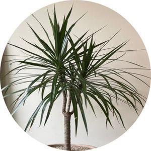 마지나타/마지난타/드라세나/Dracaena marginata/50cm/플랜테리어/반려식물