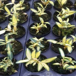 무늬석곡/금용/황설/석곡난/Dendrobium moniliforne /착생란/ 석부작/ 목부작